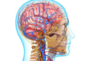 Leia mais sobre o artigo Anatomia cabeça e pescoço