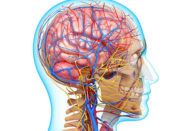 Você está visualizando atualmente Anatomia cabeça e pescoço