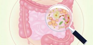 Leia mais sobre o artigo Relação entre as alterações na microbiota intestinal e obesidade e o uso de probióticos