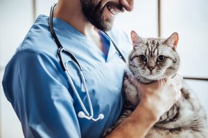 Leia mais sobre o artigo Atuações do médico-veterinário
