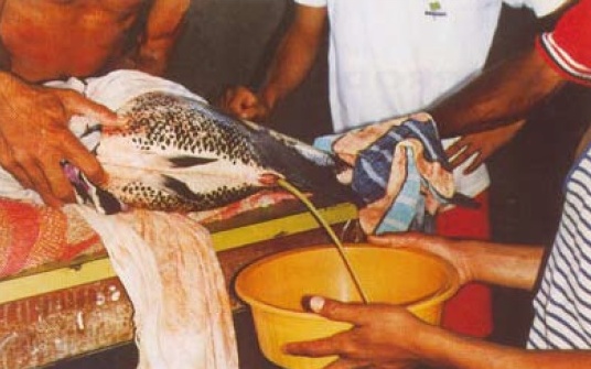 Você está visualizando atualmente Você sabia que pode ser feito inseminação artificial em peixes?