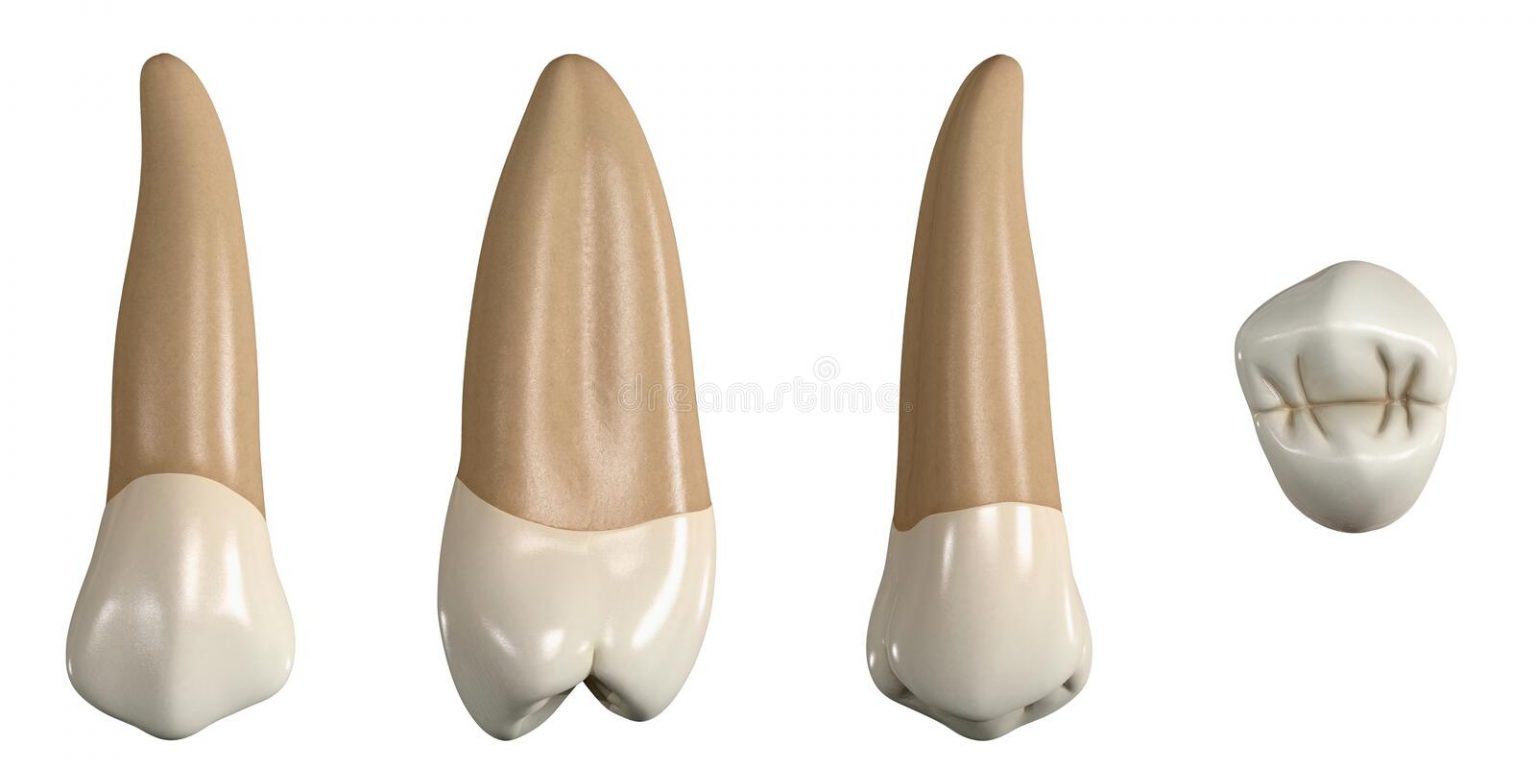 Análise da anatomia do segundo pré-molar superior: um desafio a ser ...