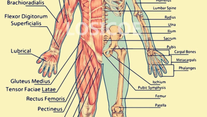 Você está visualizando atualmente Anatomia Humana