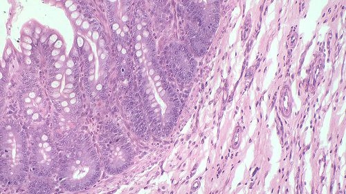 No momento, você está visualizando O uso de lâminas histológicas: uma abordagem promissora no ensino de Histologia para a Medicina Veterinária