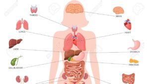 Leia mais sobre o artigo A importância da anatomia humana na prática de Enfermagem