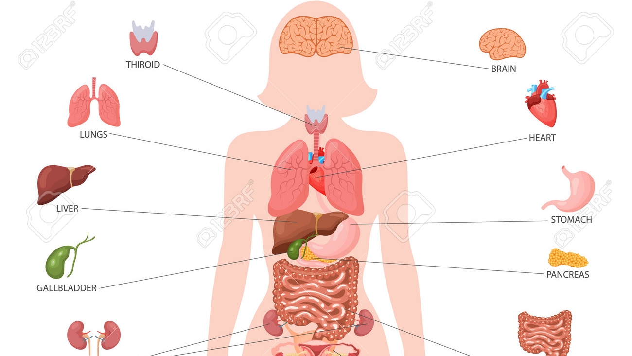 No momento, você está visualizando A importância da anatomia humana na prática de Enfermagem