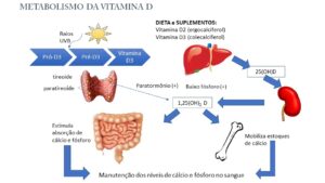 Leia mais sobre o artigo Metabolismo do cálcio e seus efeitos na saúde dental