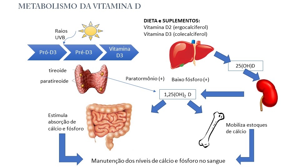 No momento, você está visualizando Metabolismo do cálcio e seus efeitos na saúde dental