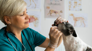 Leia mais sobre o artigo A importância da anatomia veterinária no diagnóstico