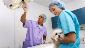 Leia mais sobre o artigo A Medicina Veterinária de pets não convencionais no Brasil: desafios de uma área em consolidação
