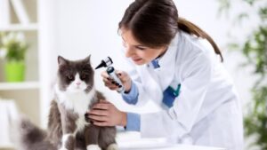 Leia mais sobre o artigo A importância do raciocínio clínico na clínica médica de pequenos animais: entre a técnica e a humanização