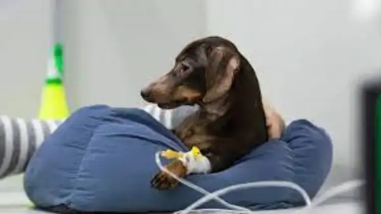 No momento, você está visualizando Entendendo a função renal na Medicina Veterinária: o papel das aulas práticas de urinálise