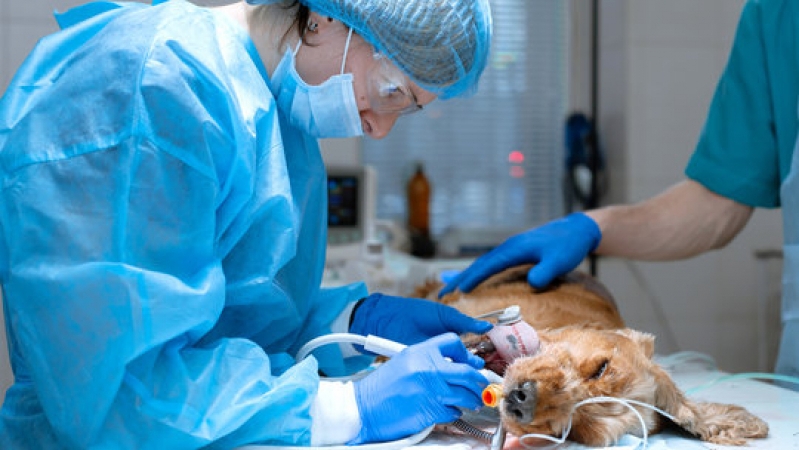 No momento, você está visualizando A importância da clínica cirúrgica na formação do médico-veterinário de pequenos animais