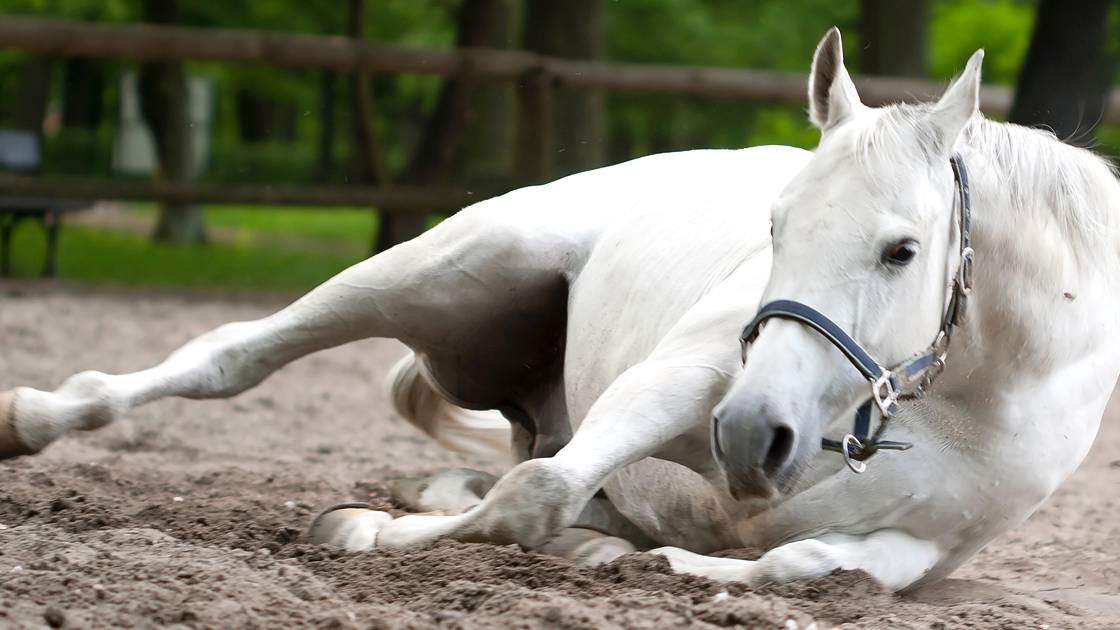 No momento, você está visualizando Cólica equina: visão técnica e abordagem veterinária