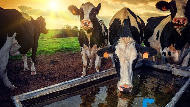 No momento, você está visualizando Produção animal não se sustenta sem fundamentos zootécnicos aplicados