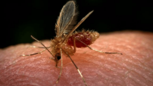 Leia mais sobre o artigo A expansão urbana da leishmaniose visceral no Ceará e os desafios da Saúde Única