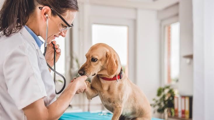 No momento, você está visualizando Dia do Médico-Veterinário: uma profissão que cuida de vidas e transforma histórias