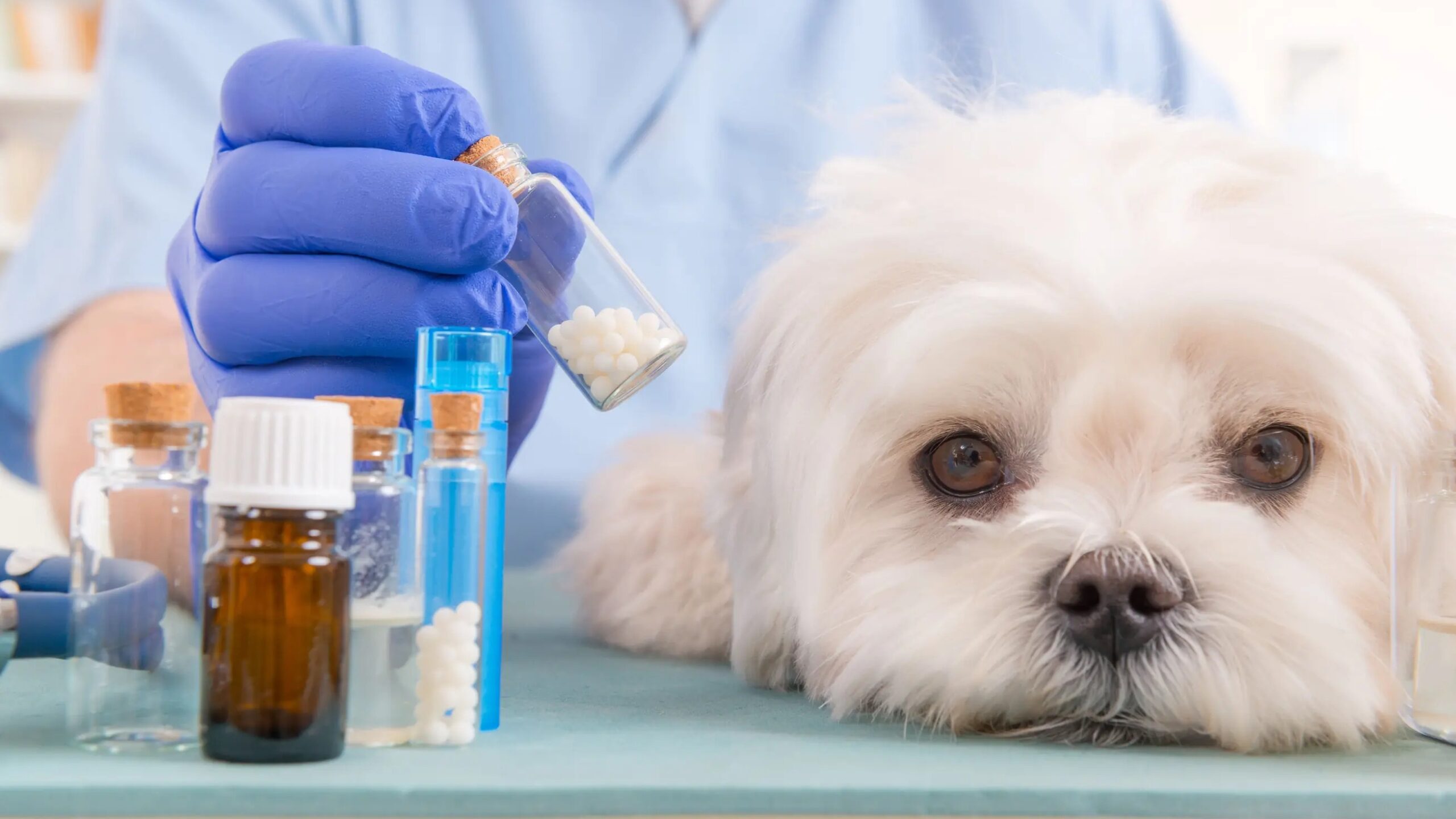 No momento, você está visualizando A Farmacologia na Medicina Veterinária: indicação, efetividade, segurança, comodidade e a ponte interprofissional